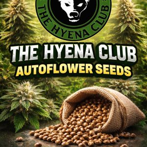 Hyena Club Auto seeds (Fem)
